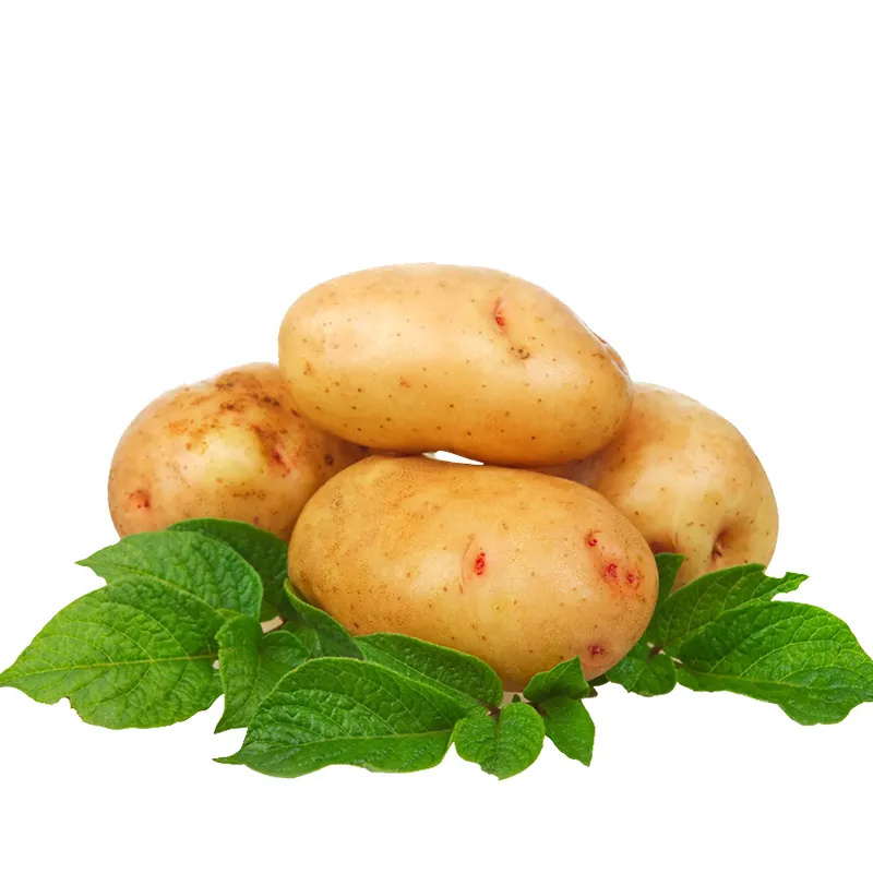 High Quality Fresh Potato Supplier In Belgium Yellow Skin Potato For Sale