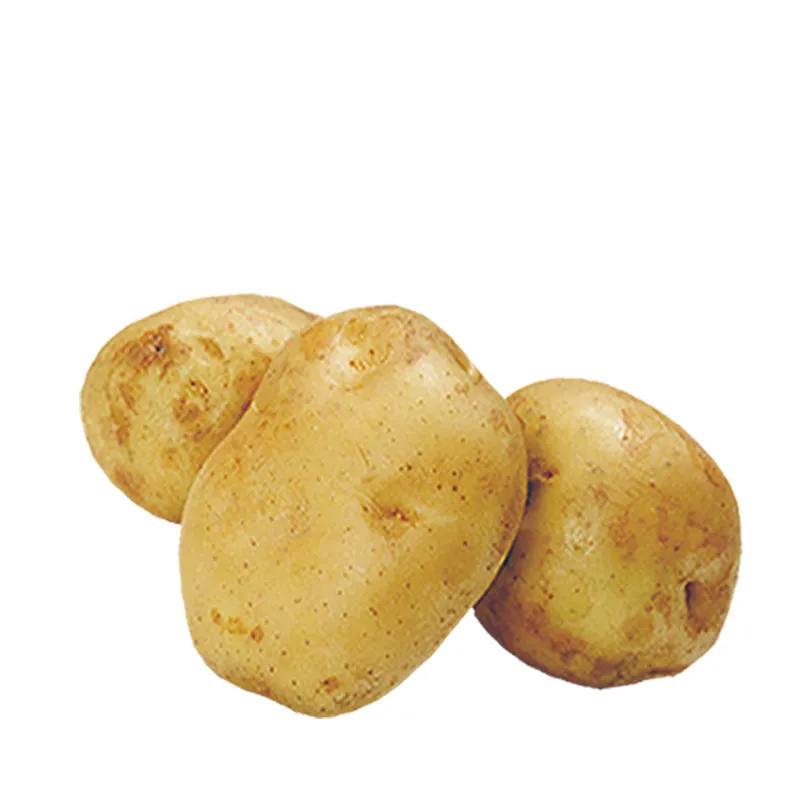 High Quality Fresh Potato Supplier In Belgium Yellow Skin Potato For Sale