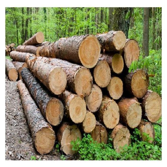 TIMBER LOGS AVAILABLE FOR SALE