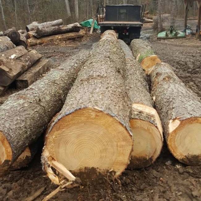 Vaneer White Oak Logs For Timber For Sale