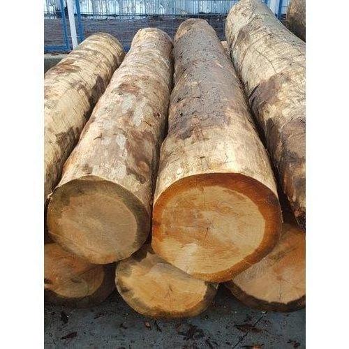 Vaneer White Oak Logs For Timber For Sale