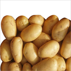 Professional Potato Exporter Factory Potato Price For Wholesale High Quality Bulk Potatoes Ready To Ship