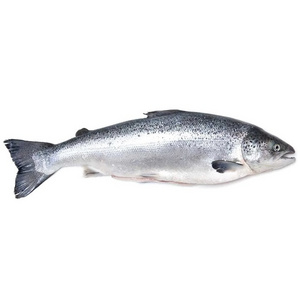 Fresh Whole Alaskan King Salmon - 19-20 lbs. (wild) | Whole salmon 2-3kg