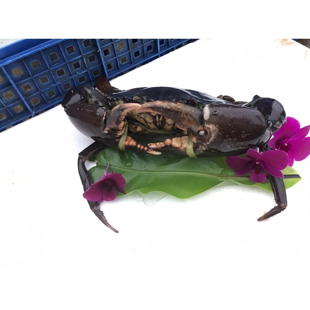 Original Quality Cheap Price Live Mud Crabs / Frozen mud crab Seafood / Fresh crabs For Export