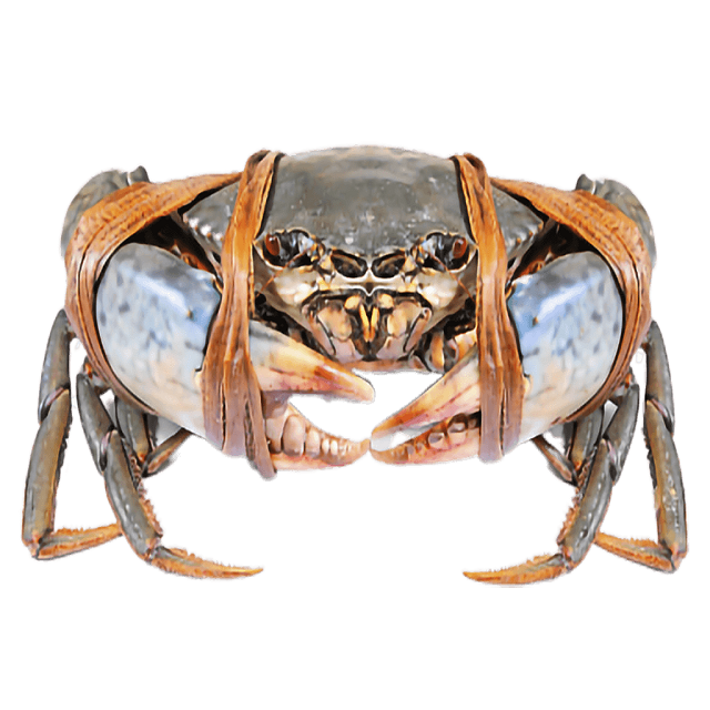 Original Quality Cheap Price Live Mud Crabs / Frozen mud crab Seafood / Fresh crabs For Export