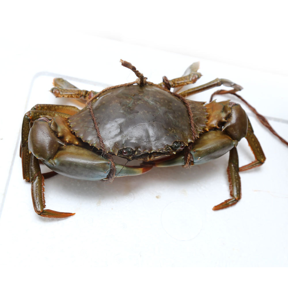 Original Quality Cheap Price Live Mud Crabs / Frozen mud crab Seafood / Fresh crabs For Export