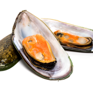 Good Sale fresh frozen blue mussels meat high quality seafood shells