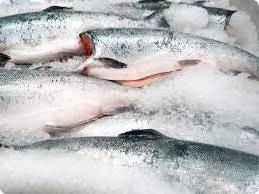 Frozen Atlantic Salmon Fish for Sale / Wholesale Price Quality Frozen Salmon