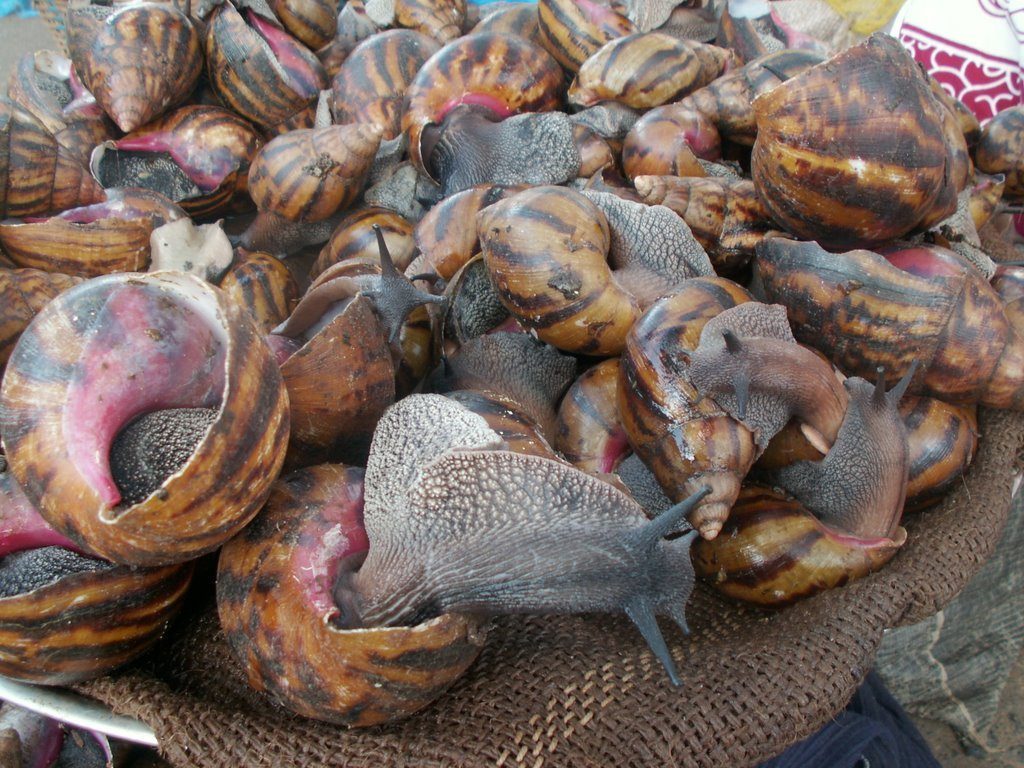 Healthy Fresh Giant African Snails for Sale at a Very Affordable Prices