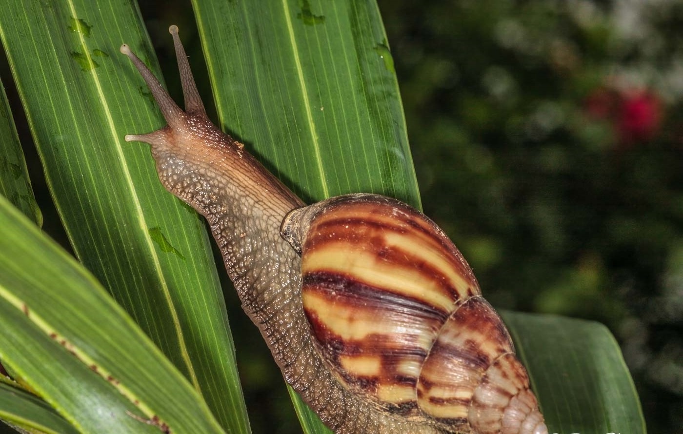 Fresh Healthy African Giant Snails