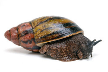 Healthy Fresh Giant African Snails for Sale at a Very Affordable Prices