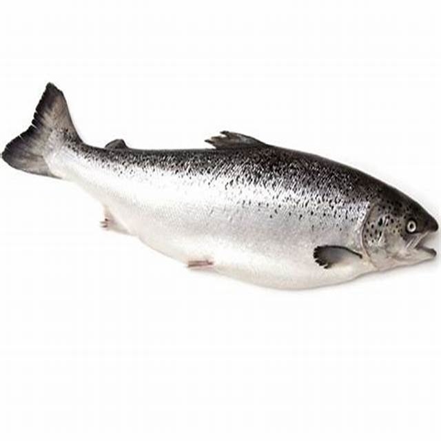 Frozen Atlantic Salmon Fish for Sale / Wholesale Price Quality Frozen Salmon