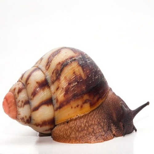 Fresh Healthy African Giant Snails