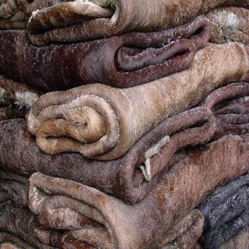 Premium Quality Wet Salted and Dried Cow Hides and Skins from Reputed Supplier