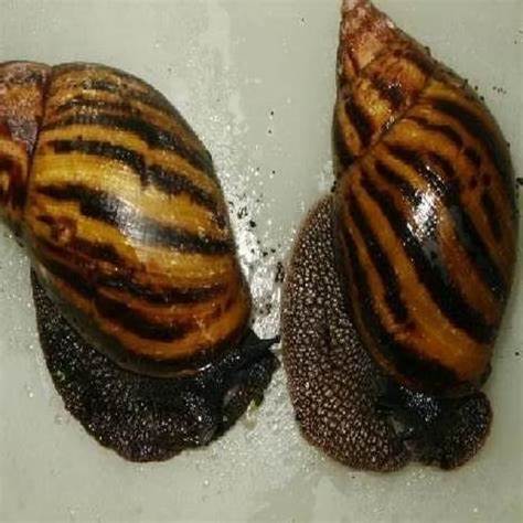 Fresh Healthy African Giant Snails