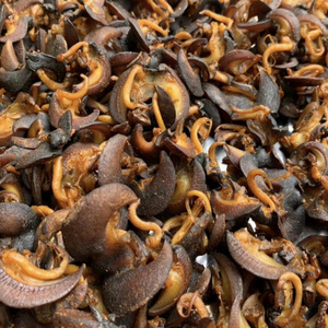 Healthy Fresh Giant African Snails for Sale at a Very Affordable Prices