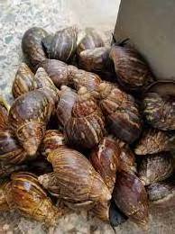 Healthy Fresh Giant African Snails for Sale at a Very Affordable Prices