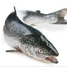 Frozen Atlantic Salmon Fish for Sale / Wholesale Price Quality Frozen Salmon