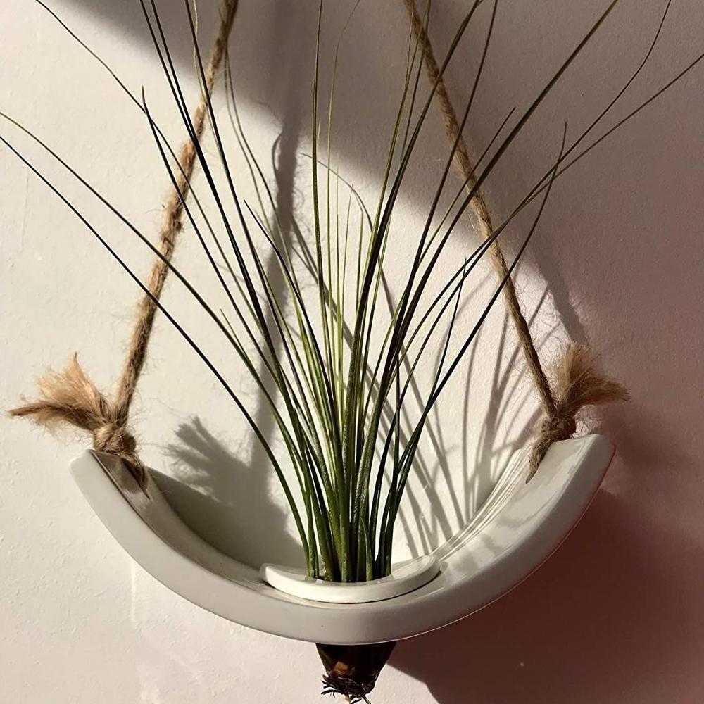 White Glossy Glazed Ceramic Indoor Air plant Holder with Jute Rope Hanging Cord An Ideal Wall Hanger for Tillandsia Air Plants.