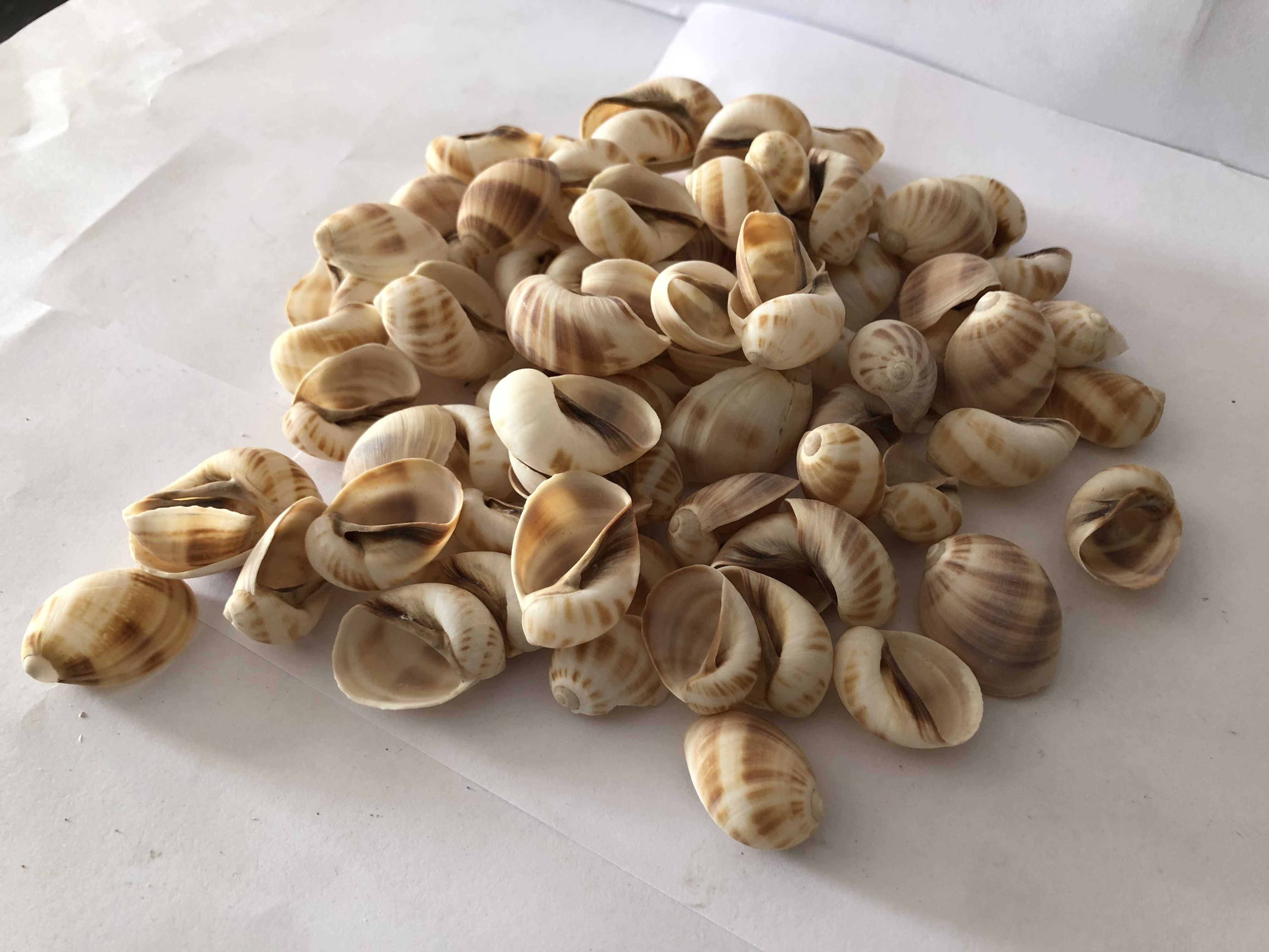 Wholesale Used To Do Polished Raw Natural For Home Decoration Extra Large Clam Shells Natural Sea Shell