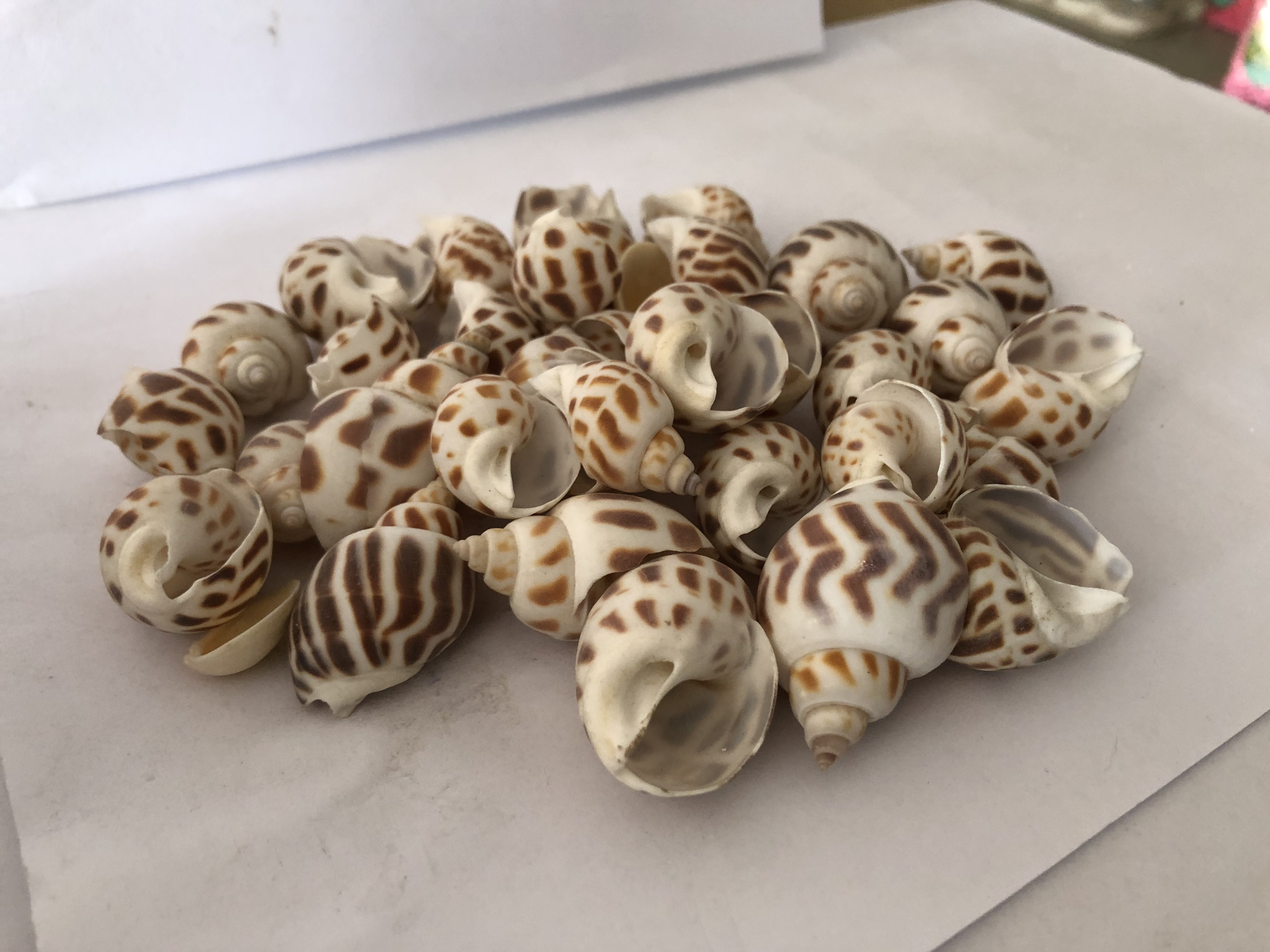 Wholesale Used To Do Polished Raw Natural For Home Decoration Extra Large Clam Shells Natural Sea Shell