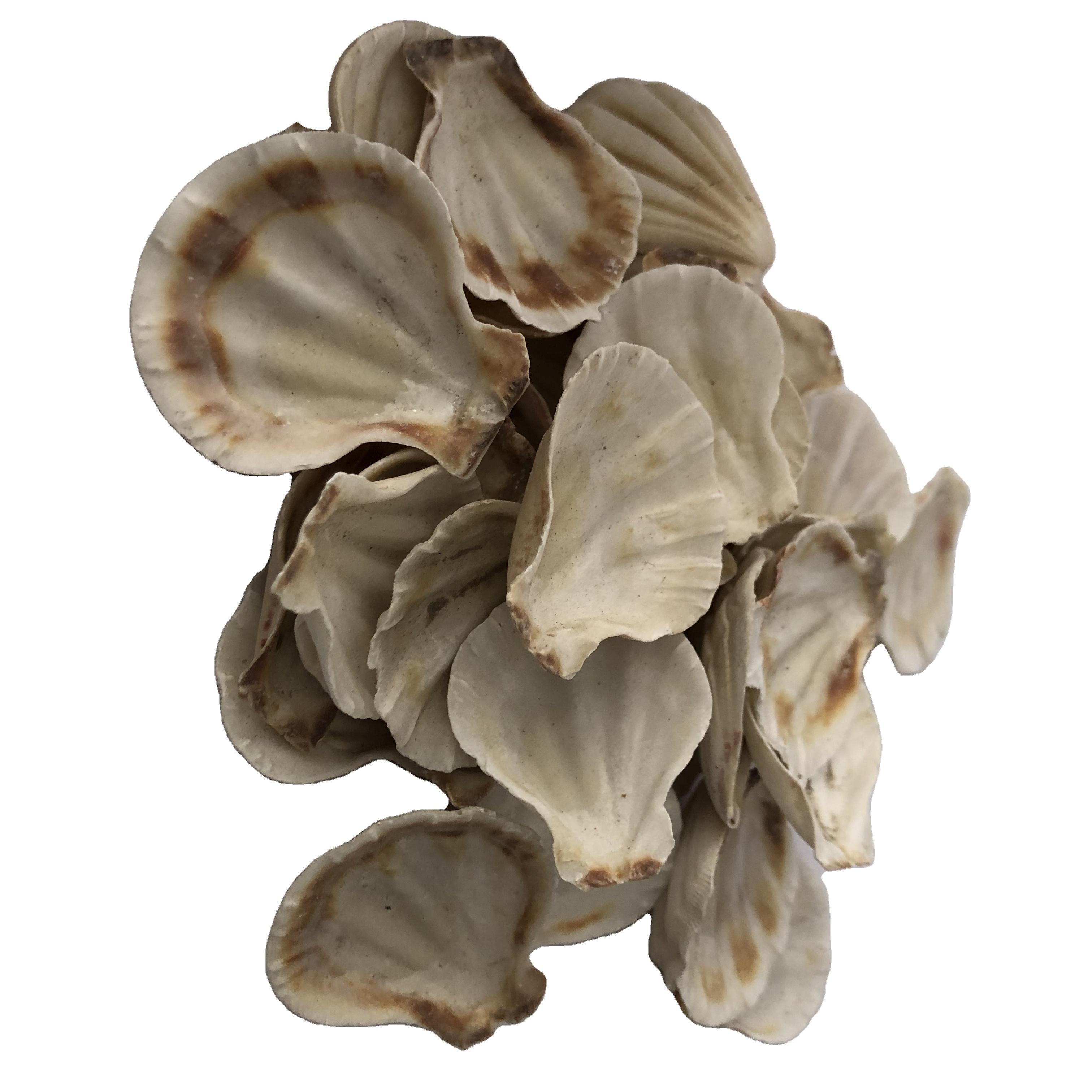 Wholesale Used To Do Polished Raw Natural For Home Decoration Extra Large Clam Shells Natural Sea Shell