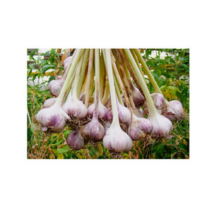 Antibacterial Antioxidant Rich and Heart Healthy Garlic Cloves for Cooking Accessible at Reasonable Price