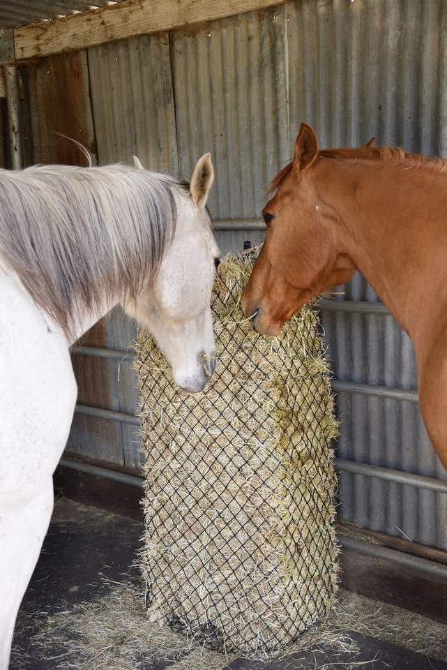 Horse Round Bale Slow Hay Bale Feeder Net 5'x5'