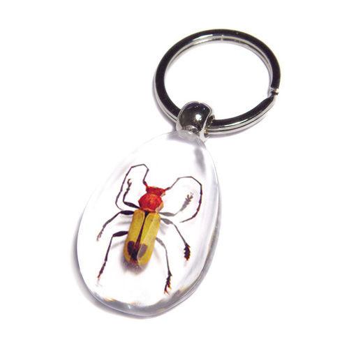 Promotion Price Golden Cicada Real Insects Bugs Innovative Resin Specimen Keychain