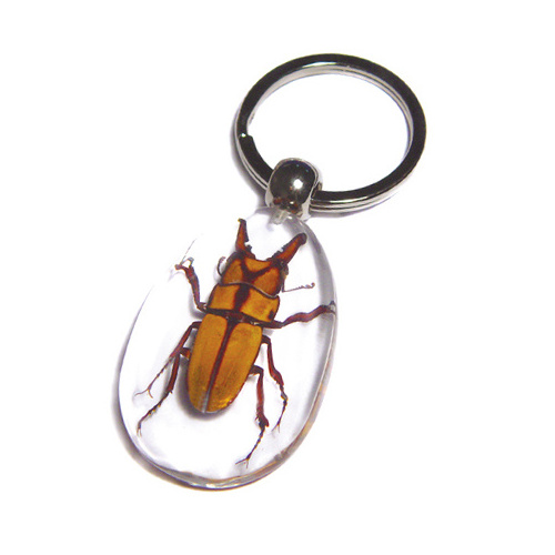 Promotion Price Golden Cicada Real Insects Bugs Innovative Resin Specimen Keychain