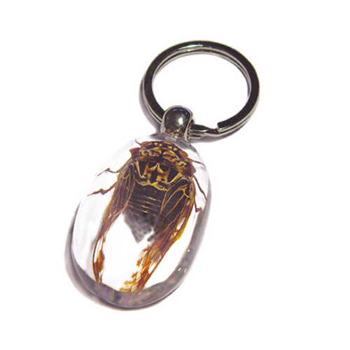 Promotion Price Golden Cicada Real Insects Bugs Innovative Resin Specimen Keychain