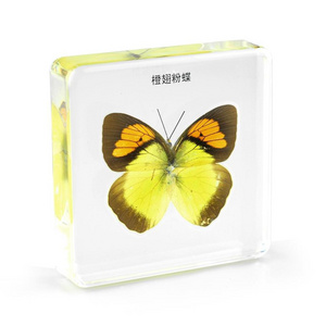 3D Resin Butterfly Insect Amber Paperweight