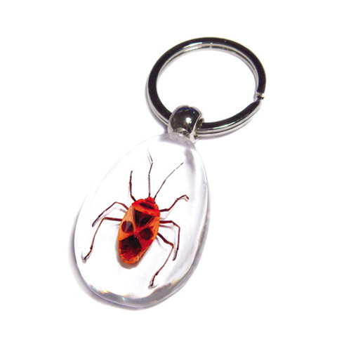 Promotion Price Golden Cicada Real Insects Bugs Innovative Resin Specimen Keychain