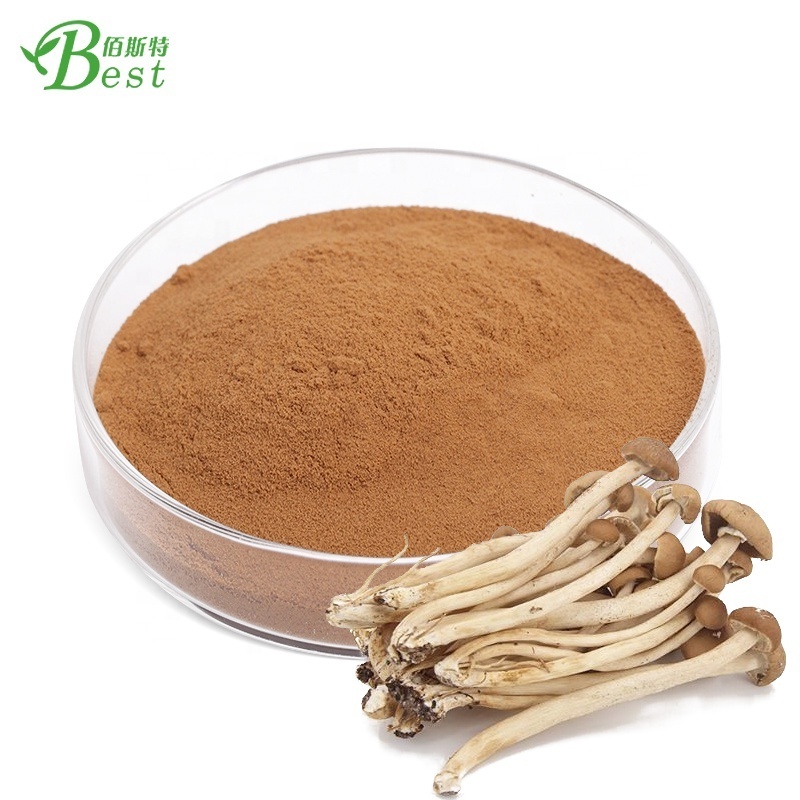 Top quality agrocybe aegerita extract/tea tree mushroom/agrocybe cylindracea extract 10:1