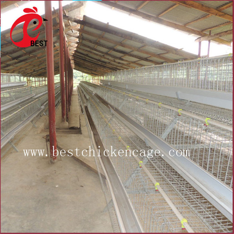 Hot sale 5 tier 200 birds laying hens hebei broiler chicken cage automatic for wholesales