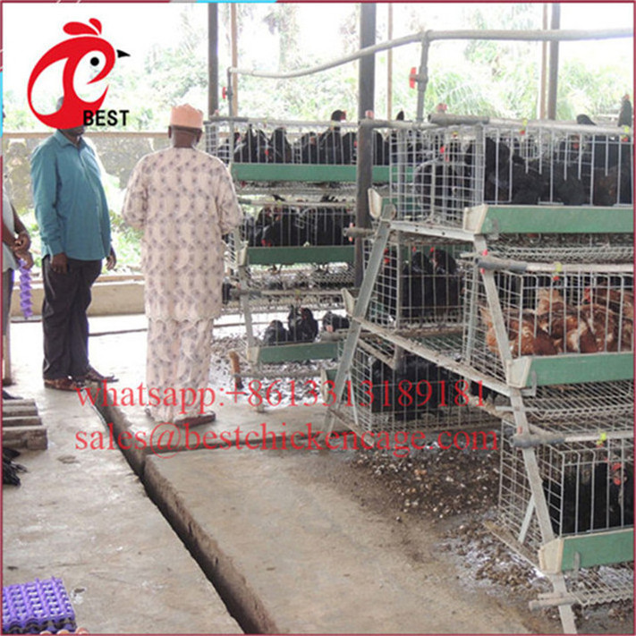 Fully Automated 128bird poultry cage metal breeding cages best sell chicken coop with low price