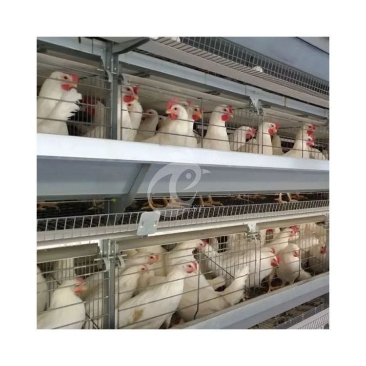 Broiler Cages For 1000 Birds Broiler Chicken Cage System Battery Poultry Meat Broiler Chick Brooder Cage