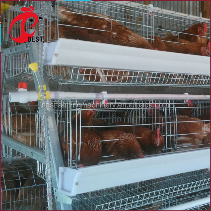 Professional Chicken Cage Equipment 30000 Birds Automatic Layer Chicken Cage With Manure Conveyor Belt