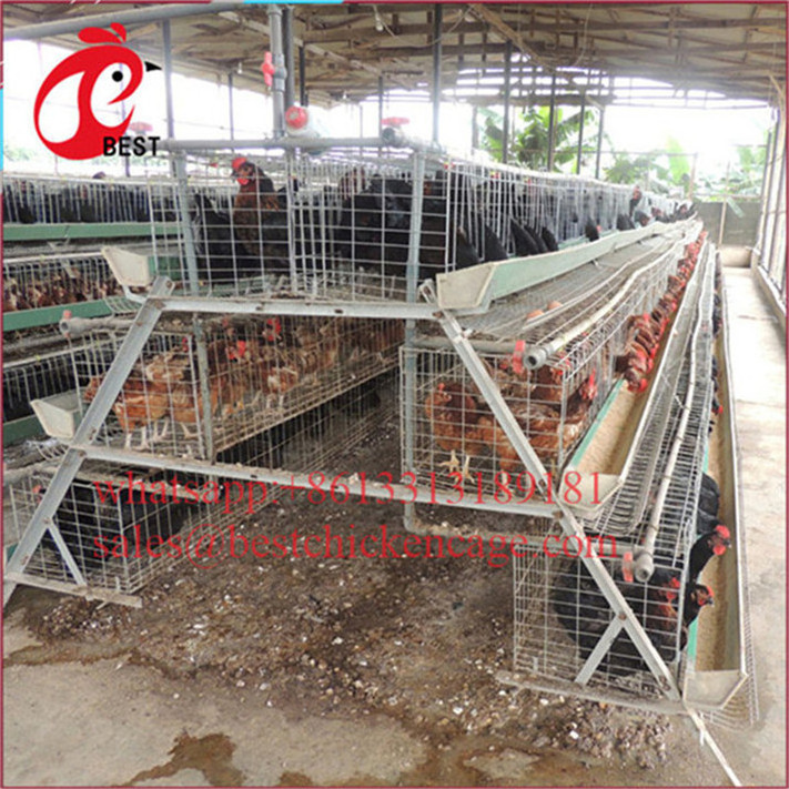 Fully Automated 128bird poultry cage metal breeding cages best sell chicken coop with low price