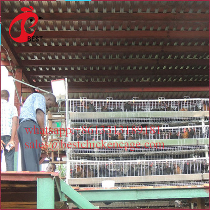 newly designed used coop for chickens animal chicken house 2.15m poultry equipment with great price