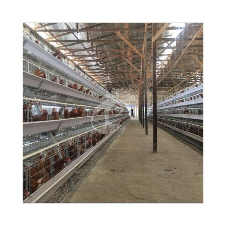 Semi Automatic Manure Conveyor Belt Chicken Cages