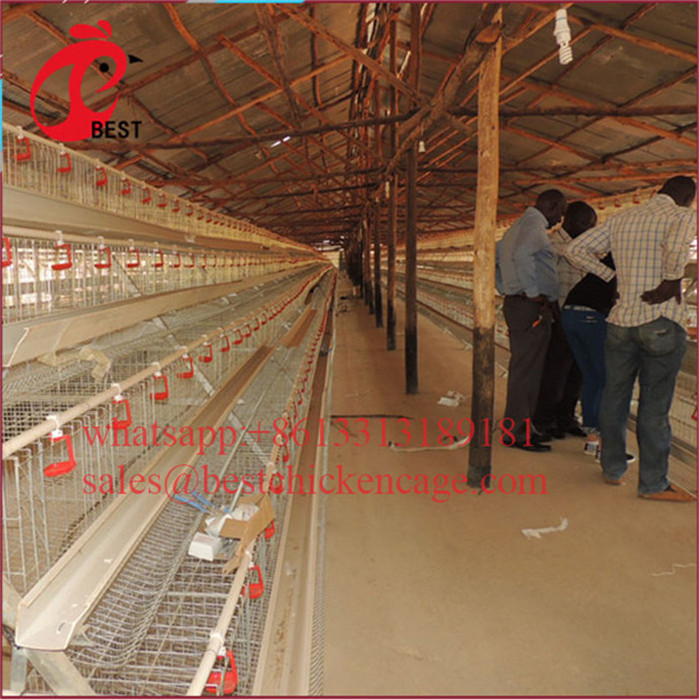 newly designed 3tiers h type broiler cages galvanized a frame 3 tiers chicken cage from poul tech poultry breeding machine