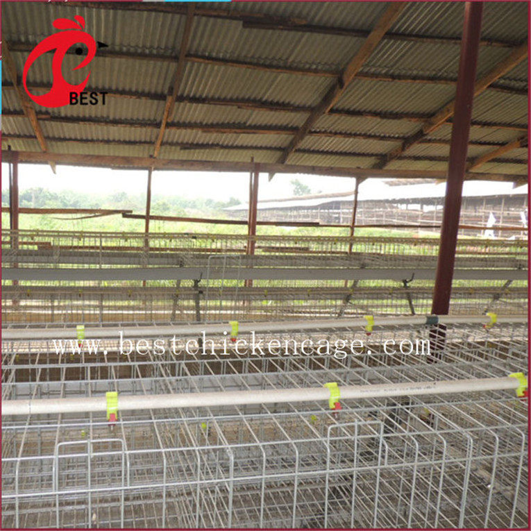 Hot sale 5 tier 200 birds laying hens hebei broiler chicken cage automatic for wholesales