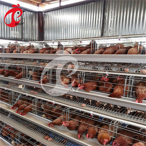 Hot sale 5 tier 200 birds laying hens hebei broiler chicken cage automatic for wholesales