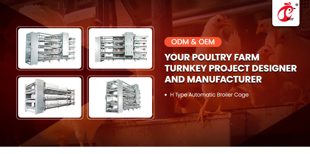 Broiler Cages For 1000 Birds Broiler Chicken Cage System Battery Poultry Meat Broiler Chick Brooder Cage