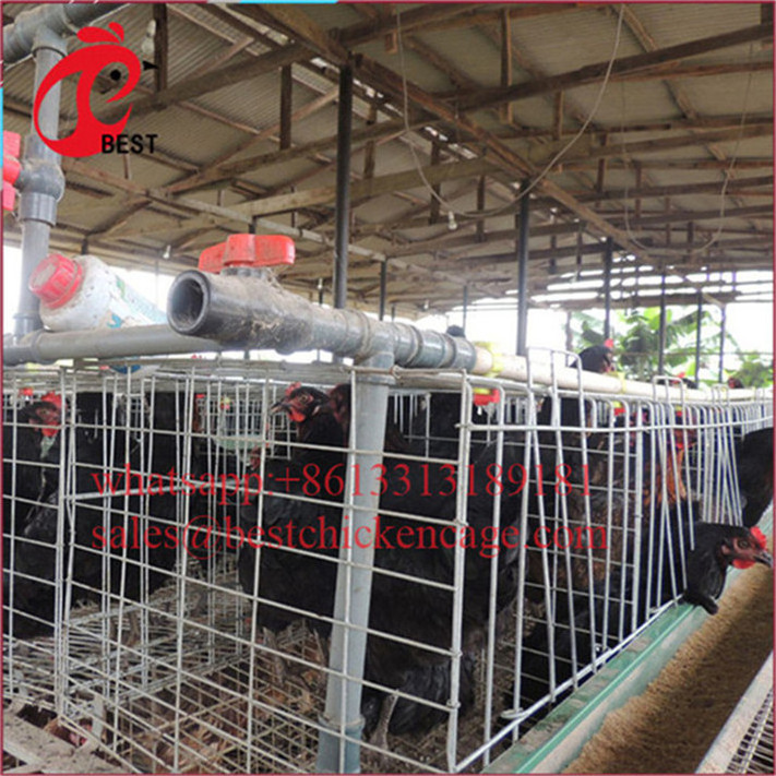 Fully Automated 128bird poultry cage metal breeding cages best sell chicken coop with low price