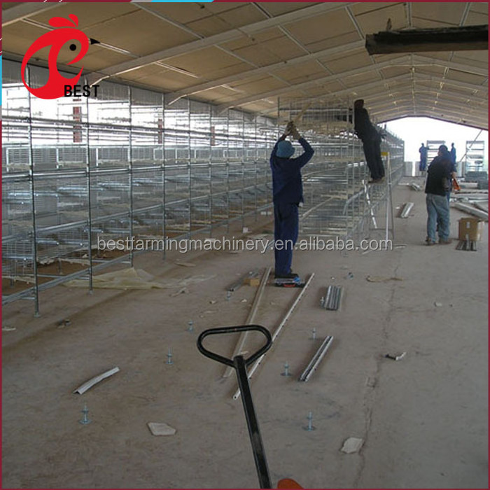 Professional Chicken Cage Equipment 30000 Birds Automatic Layer Chicken Cage With Manure Conveyor Belt