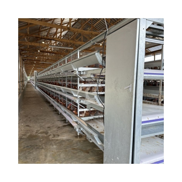 Semi Automatic Manure Conveyor Belt Chicken Cages