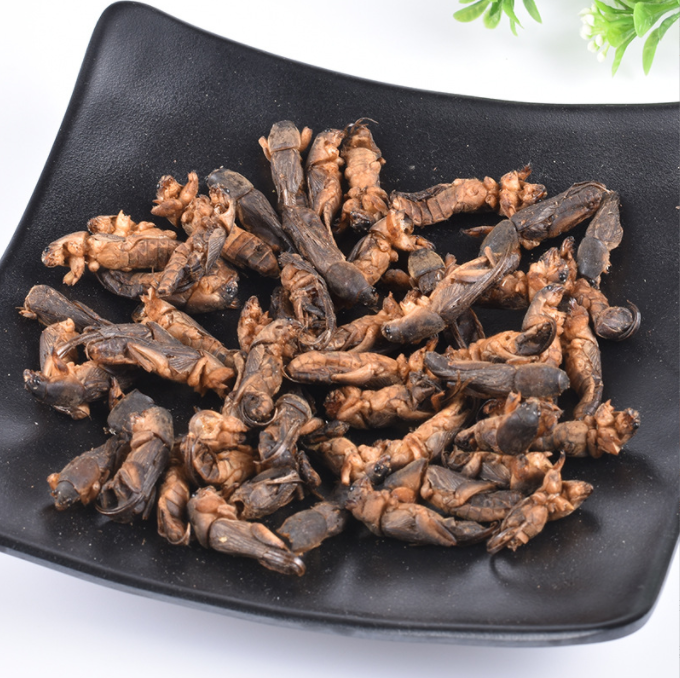 Lou Gu Dried Whole Gryllolaptaptidae Dried Chinese Mole Cricket Insects for Pet Food