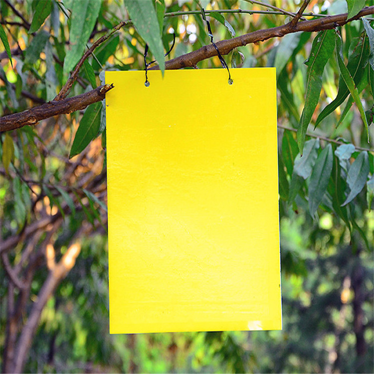 Customized Yellow/Blue Plastic Sticky Fruit Fly Trap Various Sizes Insect Bugs Glue Board Cheap Price Pesticide Birds Spray